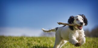 Jak odzyskać włosy które wypadły?