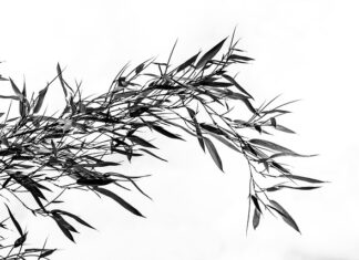 Co to znaczy Petite Tall? Co to znaczy Petite Tall?