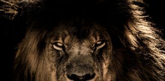 Jaki polski król dostał kalesony? Jaki polski król dostał kalesony?