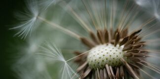 Do czego nosić puchową kamizelkę? Do czego nosić puchową kamizelkę?