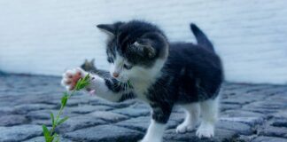 Jak wygląda atak nerwicy lękowej?