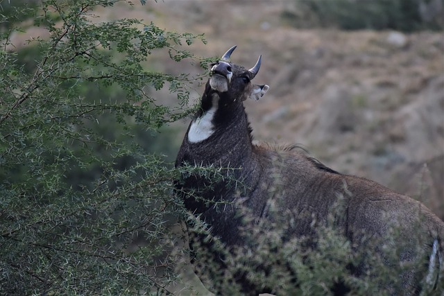 Jak długo boli twarz po niciach? Jak długo boli twarz po niciach?