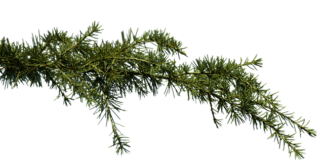 Co zrobić gdy mam zatkane ucho od kataru?