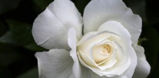 Na czym polega życie w czystości? Na czym polega życie w czystości?