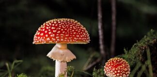 Jak sprawdzić czy ma się grzyba w organizmie?